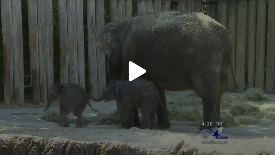 asian elephant birth
