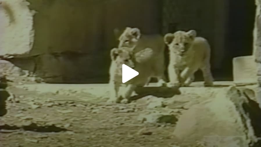 lion cubs born