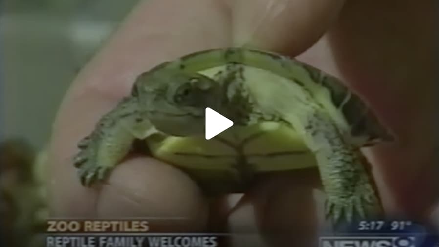 Endangered lizard and turtle hatching