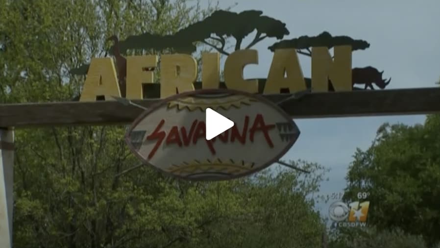 African Savanah opening